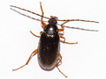 Gonodera luperus